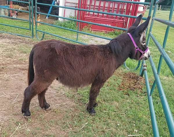 donkey-stallion