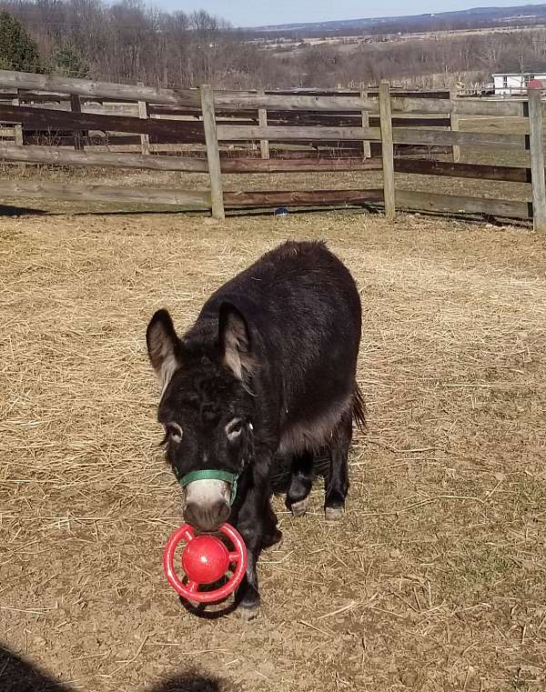 donkey-for-sale