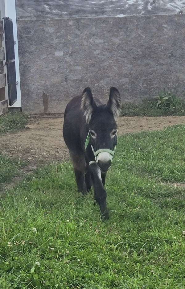 stallion