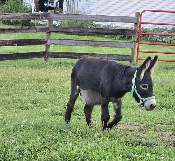 show-miniature-pony