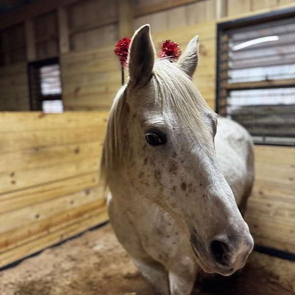 poa-horse-for-sale
