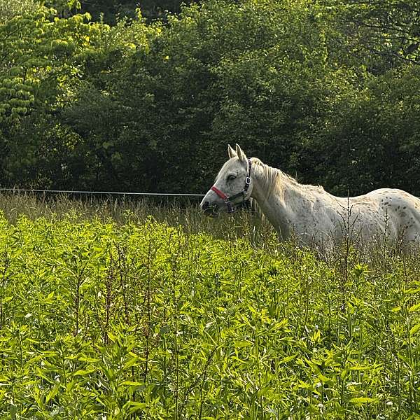 poa-gelding
