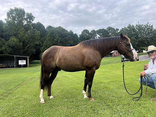 seal-brown-flashy-horse