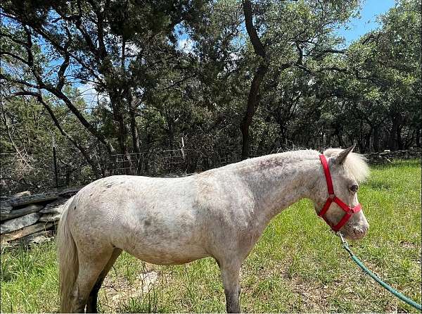 all-around-miniature-horse