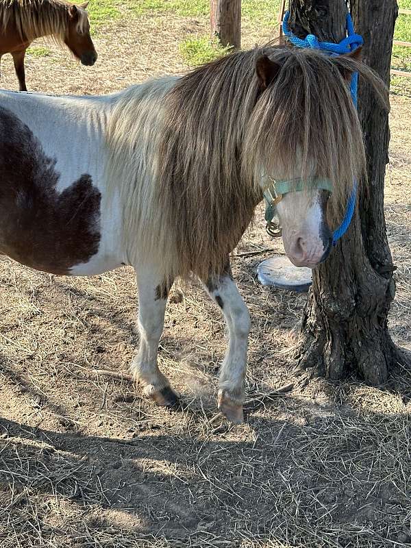 red-an-white-miniature-horse