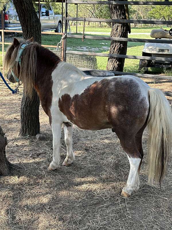 Mini Stallion Rim Sierra- Red and White Roan Mini