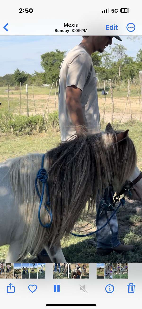heard-miniature-horse
