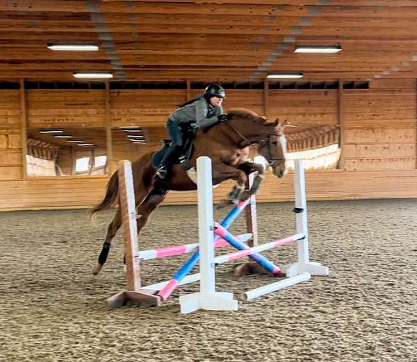 athletic-thoroughbred-horse