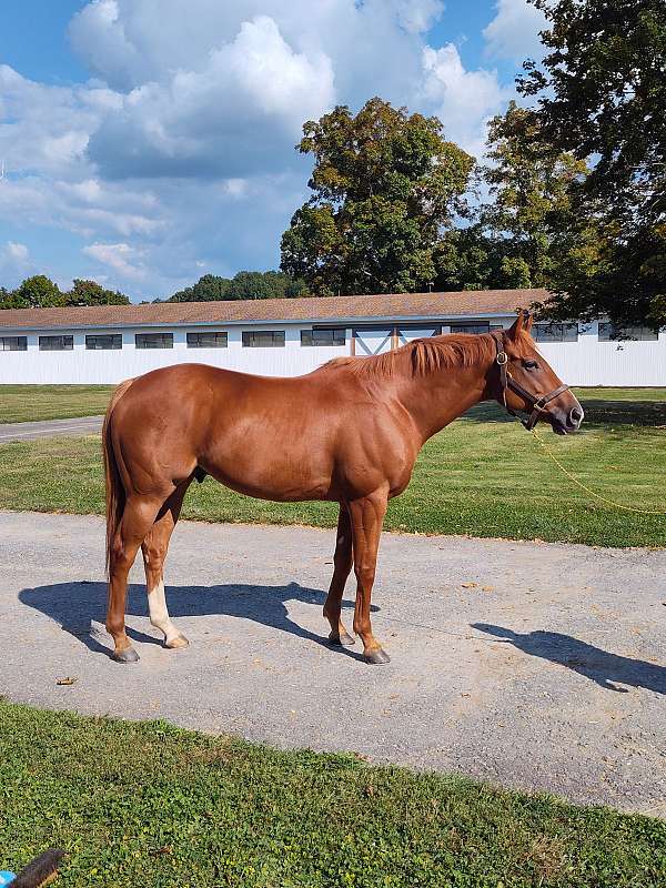 sound-thoroughbred-horse