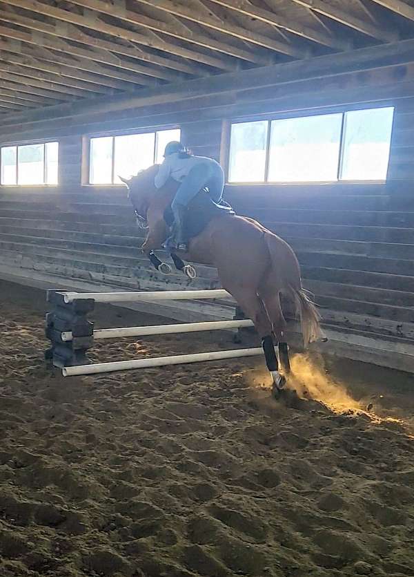 thoroughbred-horse