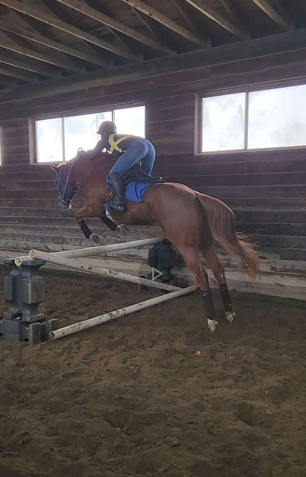 lease-option-gelding