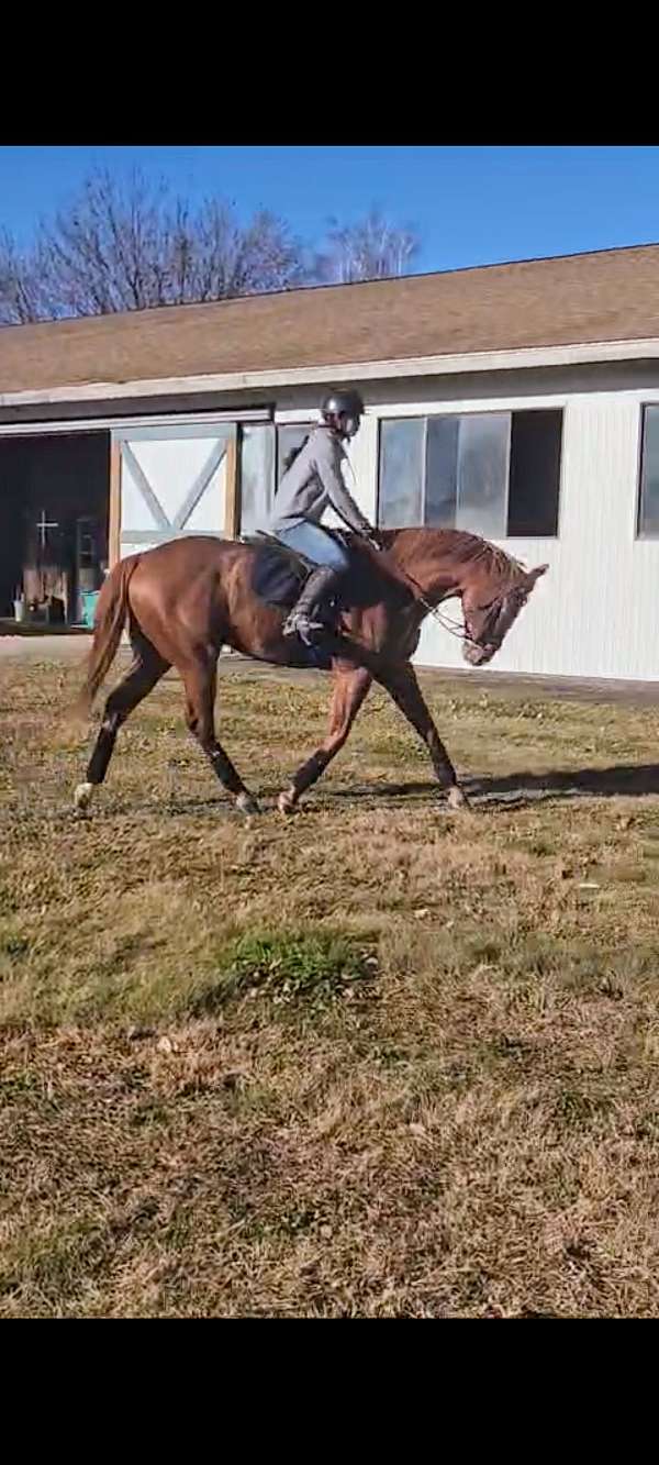 and-loads-thoroughbred-horse