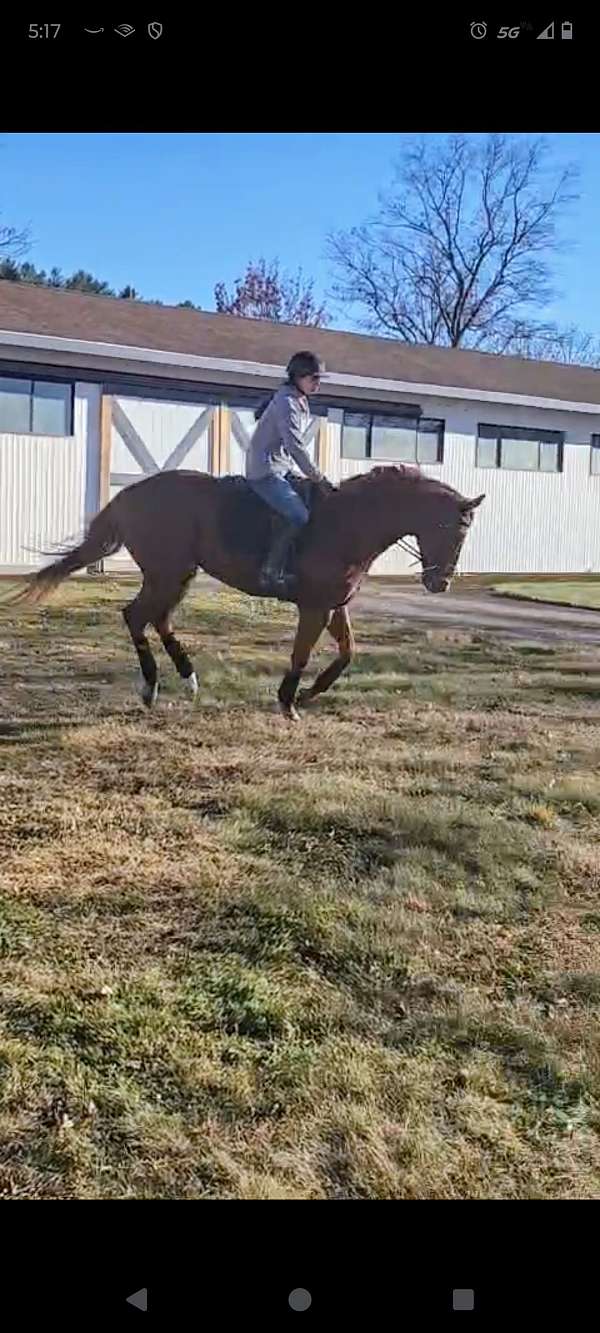 available-thoroughbred-horse