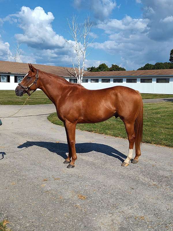 beginner-novice-thoroughbred-horse