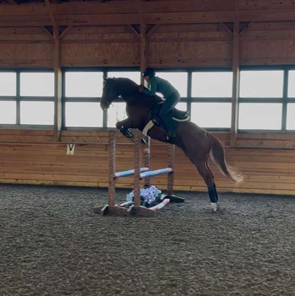 beginner-safe-thoroughbred-horse