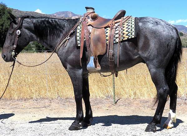 all-around-draft-horse