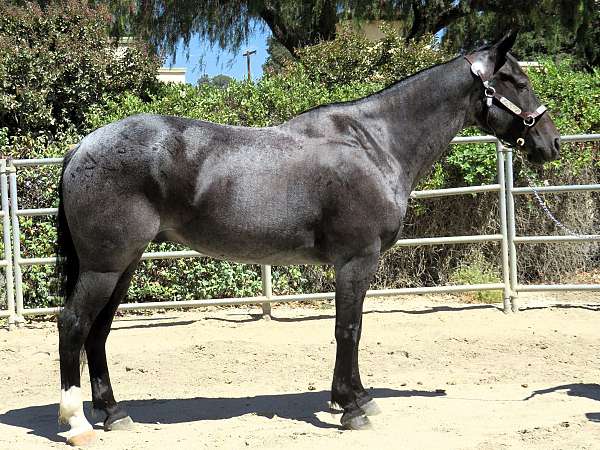 beginner-draft-horse