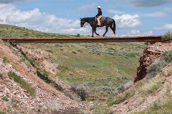cross-draft-horse