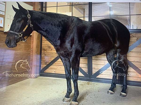 quarter-horse-for-sale