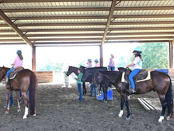gelding