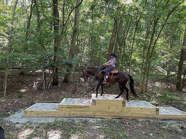 cross-quarter-horse