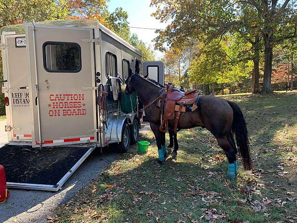 gaited-quarter-horse