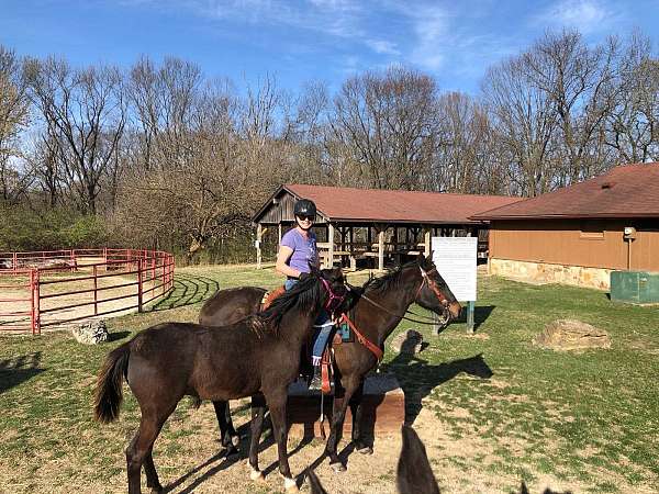 western-pleasure-quarter-horse