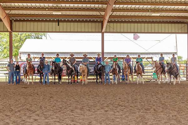 bay-quarter-horse-gelding