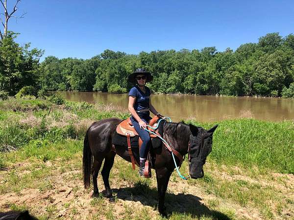 bay-beginner-horse