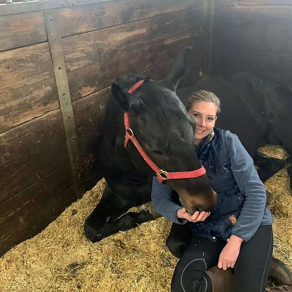 bay-cross-horse