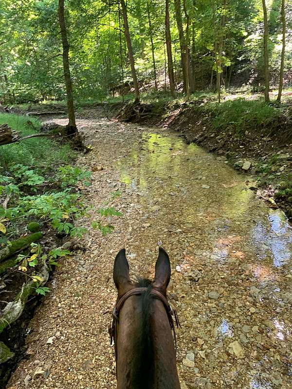 bay-gaited-horse
