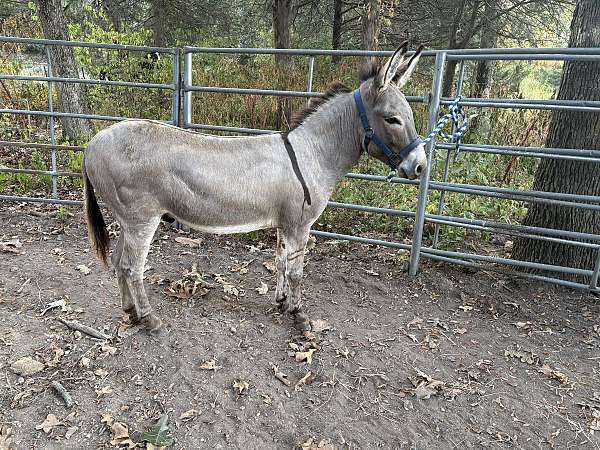 dun-w-blk-points-cross-over-shoulders-donkey