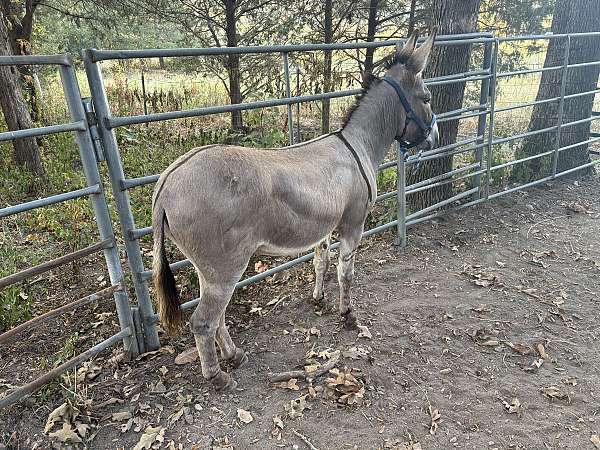 classical-donkey