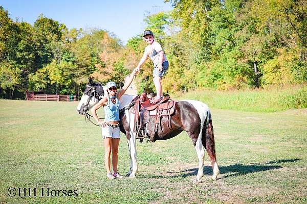 any-level-rider-spotted-saddle-horse