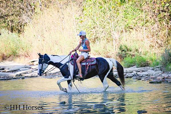 bareback-spotted-saddle-horse