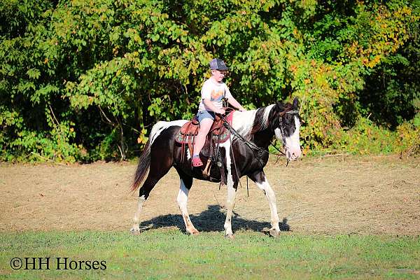 competitive-trail-spotted-saddle-horse