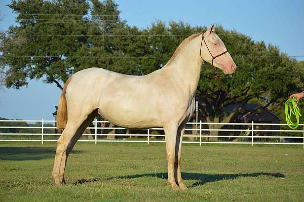 buckskin-ancce-pre-mare