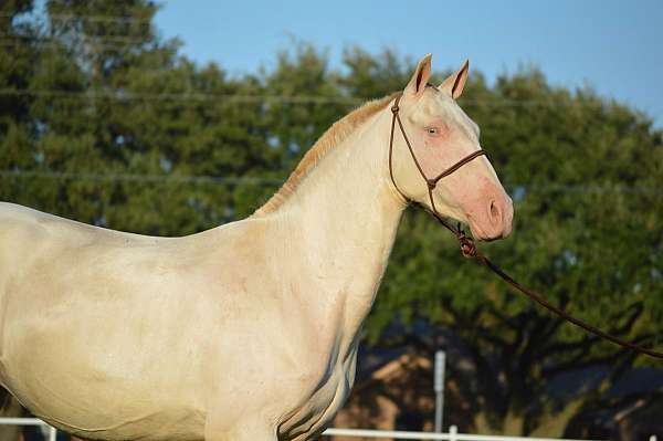 perlino-andalusian-mare