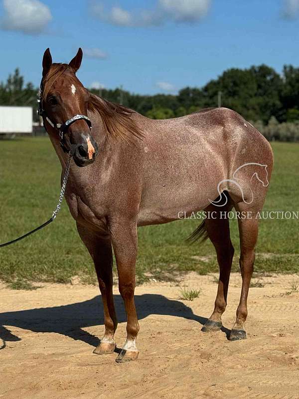 horses-to-ride-gelding