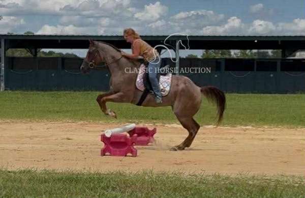aged-quarter-horse