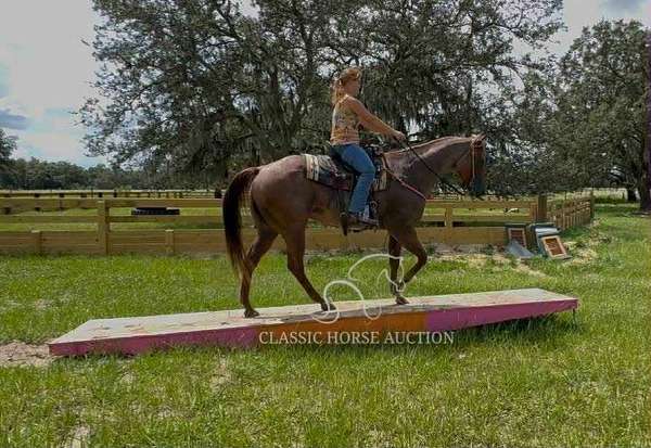 all-around-quarter-horse