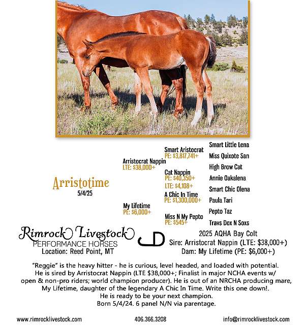 a-chic-in-time-quarter-horse