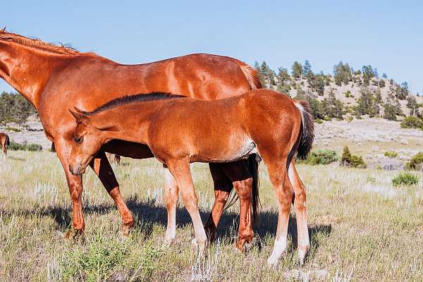 a-chic-in-time-colt
