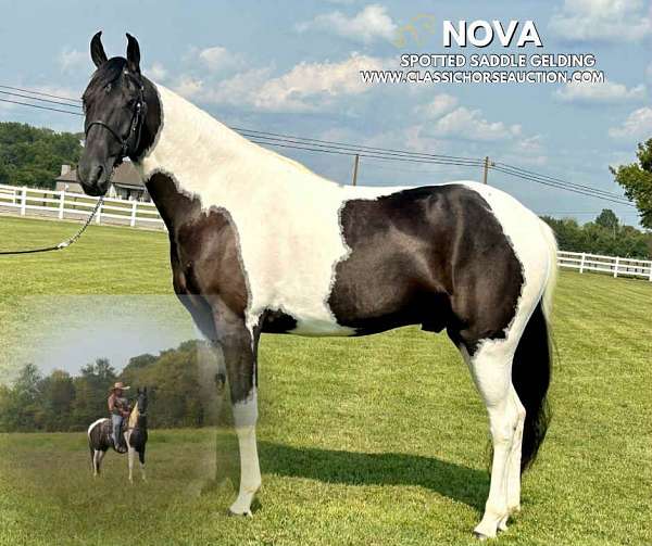 docs-spotted-saddle-horse
