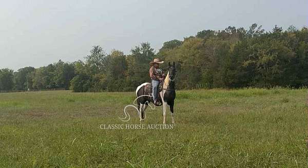 eye-spotted-saddle-horse