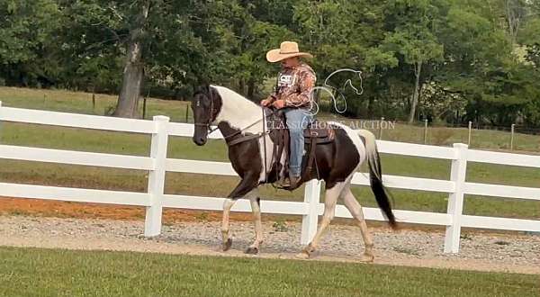 friends-spotted-saddle-horse