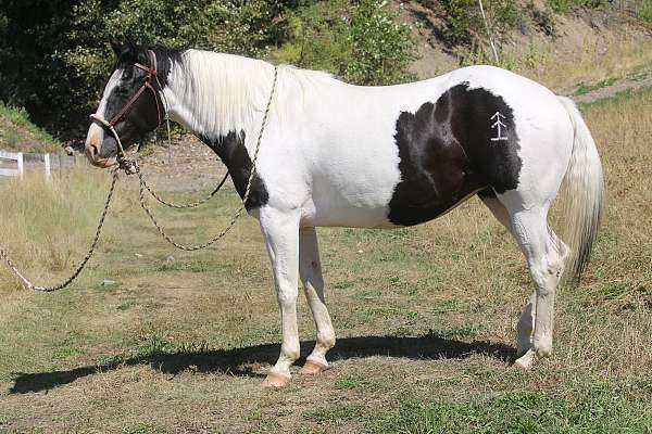 paint-horse
