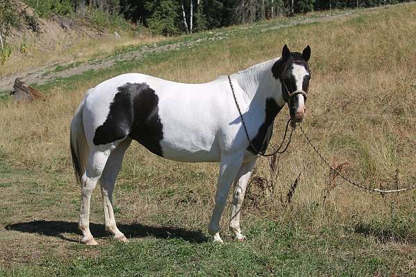 paint-horse-for-sale