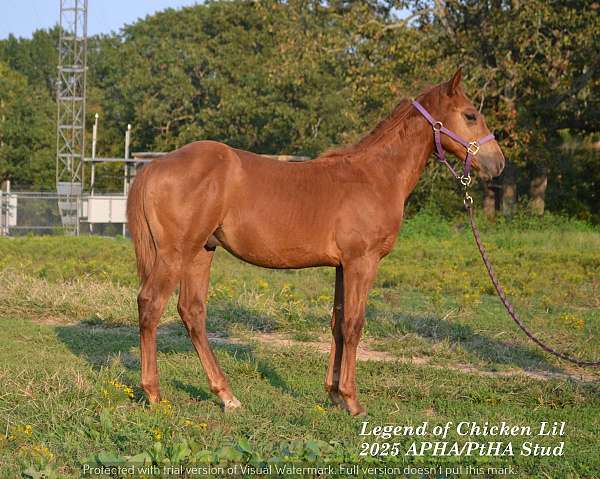 all-around-double-registered-paint-horse