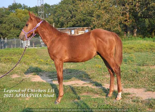 sorrel-paint-stallion